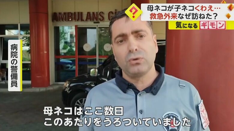 子ネコをくわえた母ネコを目撃した病院の警備員