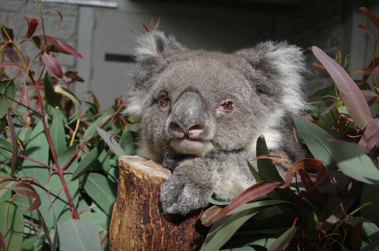 みどりちゃん（提供：イングランドの丘）