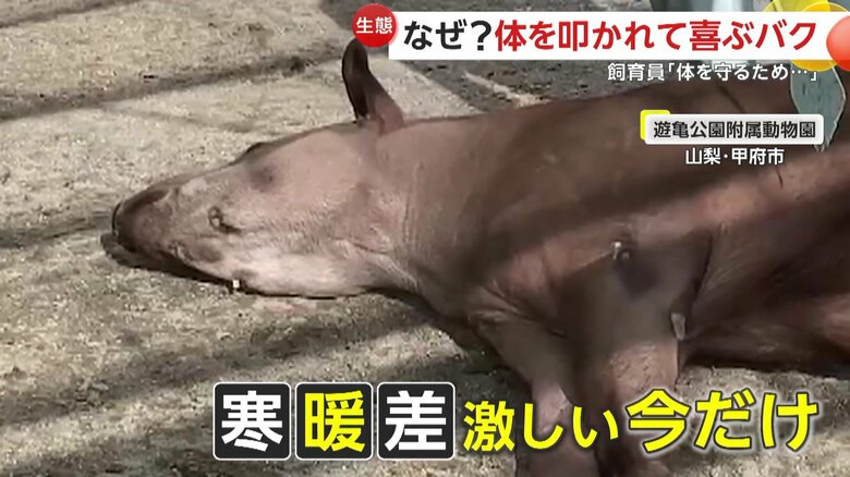 ペチペチを堪能するプーロ君（提供：甲府市遊亀公園附属動物園）