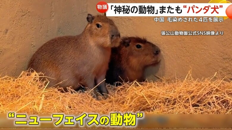動物園のニューフェイスとして紹介されたカピバラ