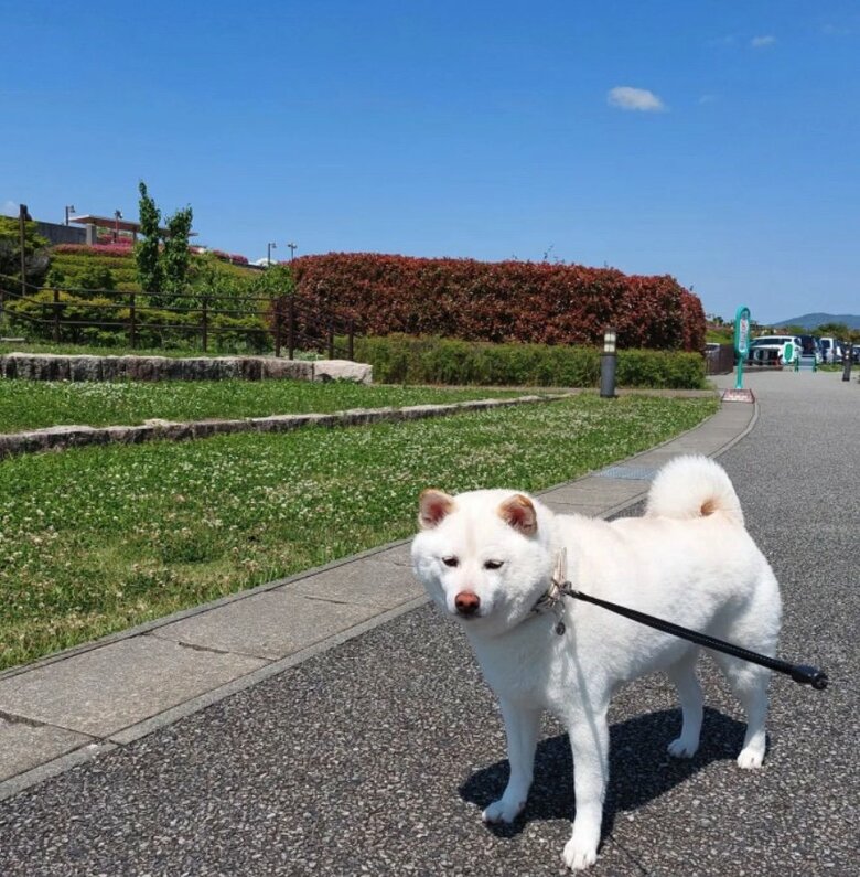 提供： kinako_kinakoさん