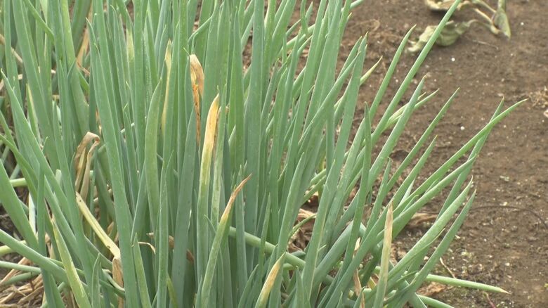 強い日差しによる影響で作物が出荷できない状態に…