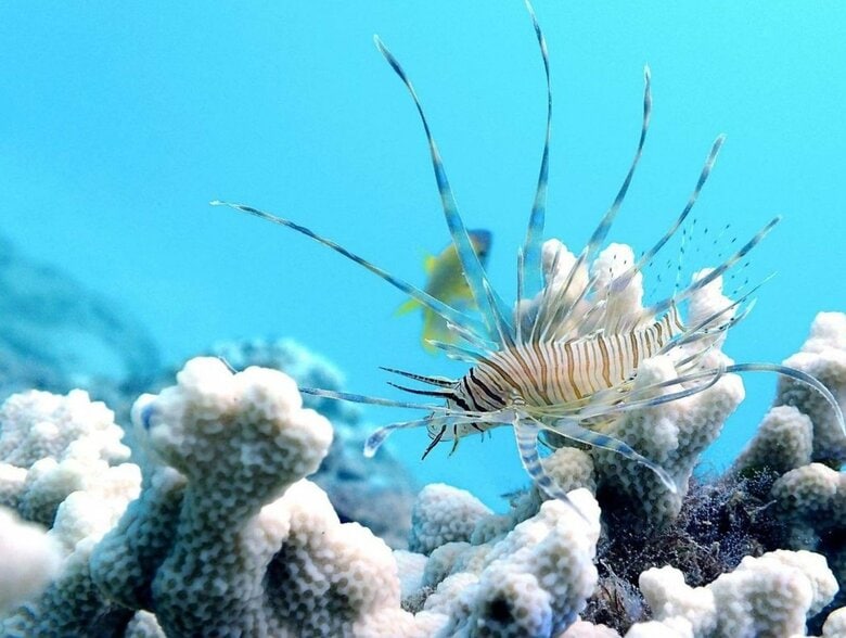 でんかさんが撮影した海洋生物　出典：でんかさんのInstagramアカウント（@denka_hermit）より