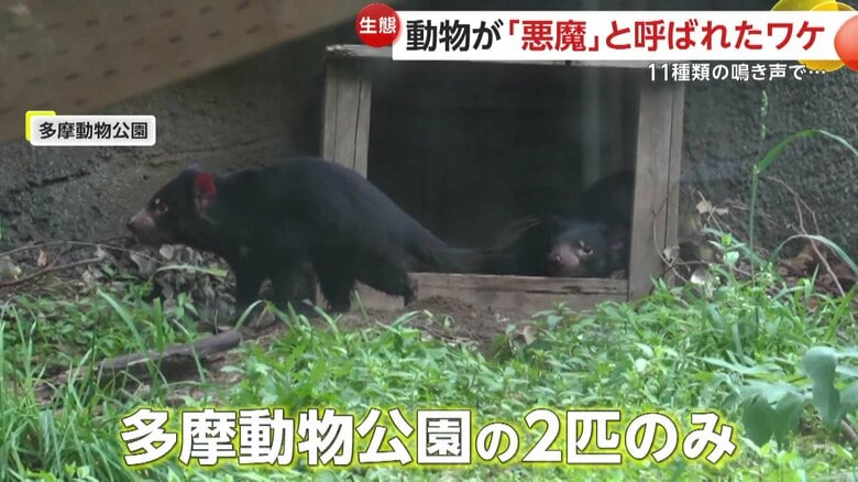 日本では多摩動物公園にいる2匹のみの「タスマニアデビル」
