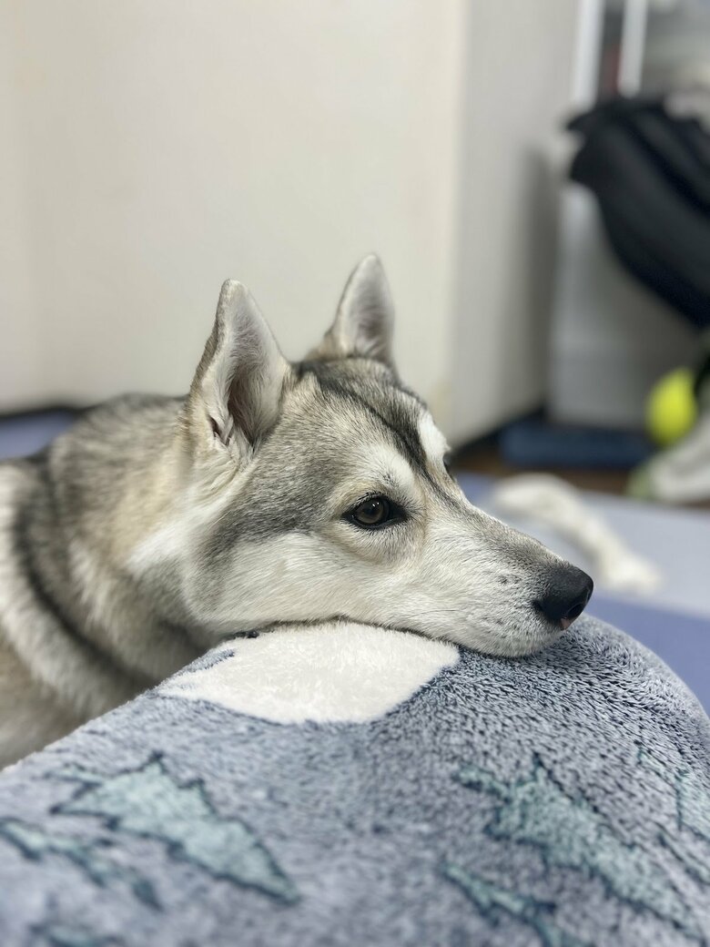 提供：ハスキーいちみちゃんと田舎暮らしさん