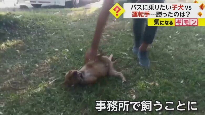 子犬のかわいさを忘れられなかった運転手は、事務所で子犬を飼うことにした