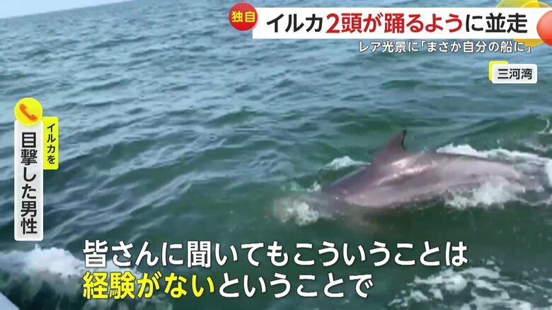 船と並走するように気持ち良さそうに泳ぐイルカ