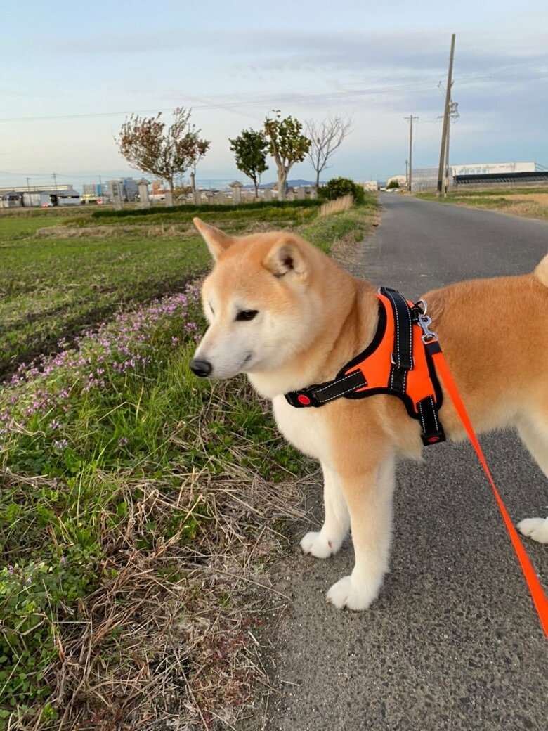 提供：柴犬むさしとこじろうさん