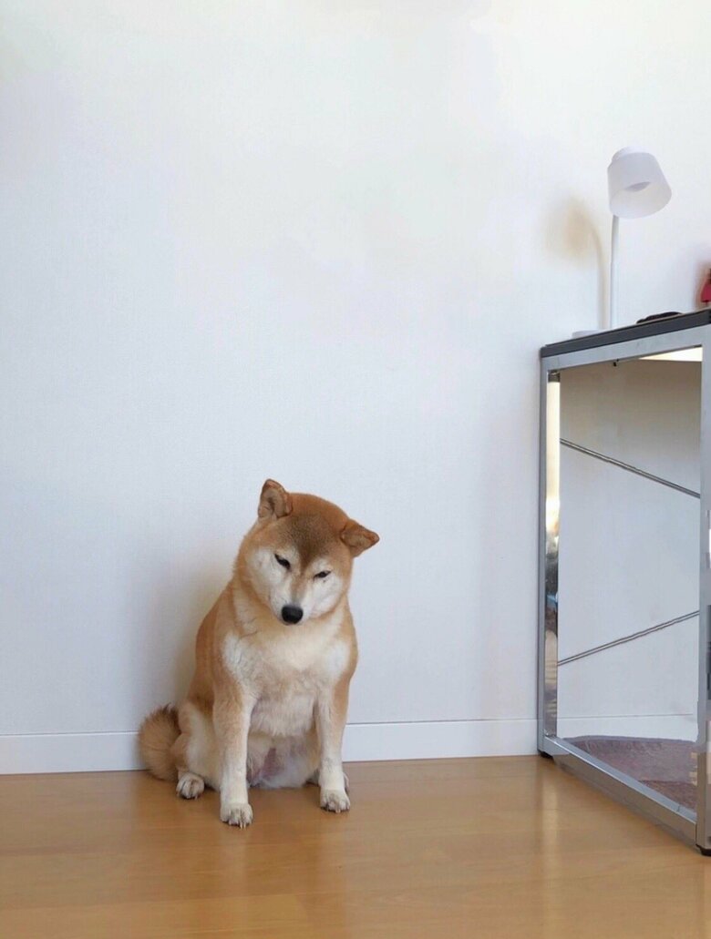 提供：柴犬ももさん