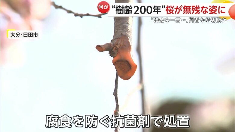 桜を守るために抗菌剤で処置された枝先