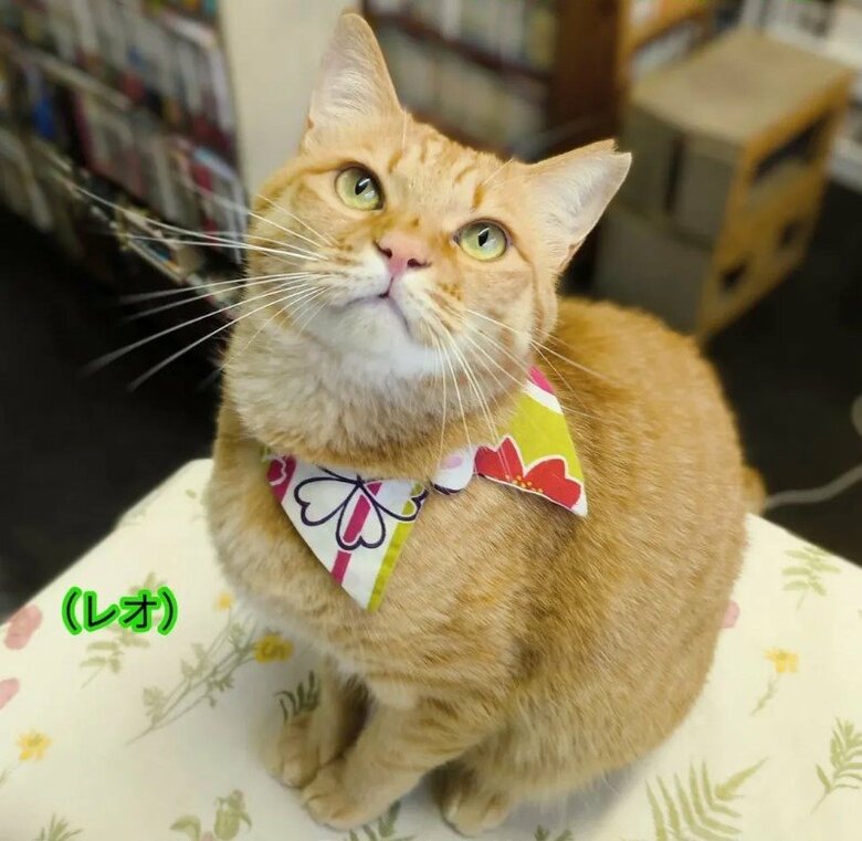 お客さんと触れ合うのが大好きなレオくん