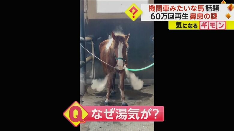 SNSで60万回以上再生されたコッペくんの動画