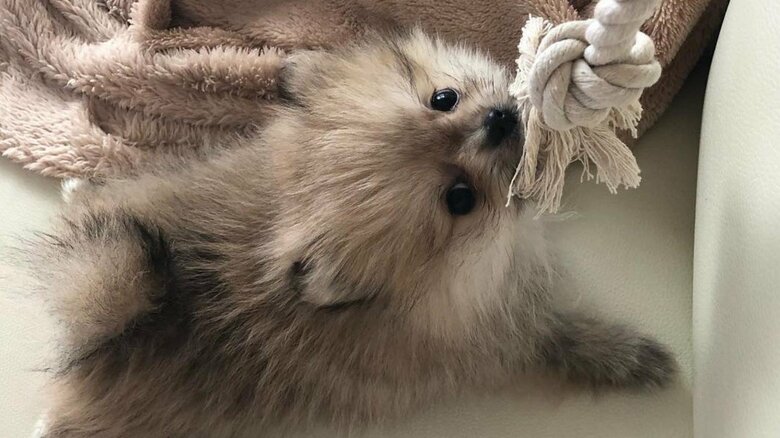 遊ぶのも大好き