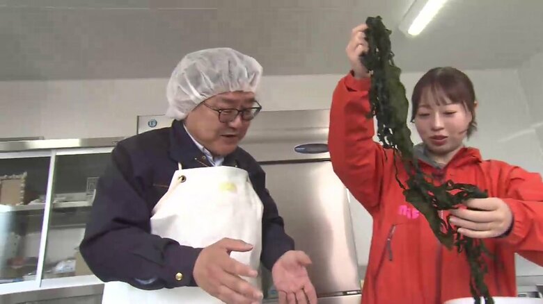 ワカメの茎と葉を分ける「芯抜き」作業を体験