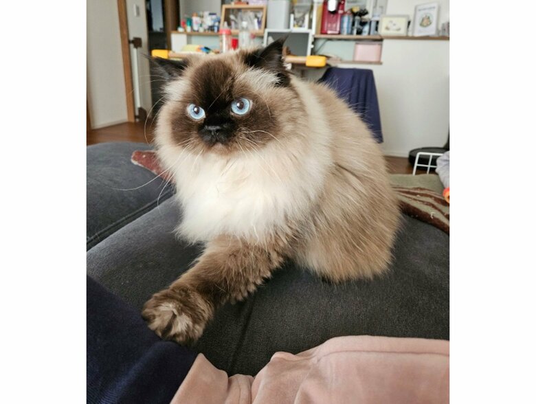 用がある時は、まず片脚をあげて用があるアピール（提供：ねぎまるさん）