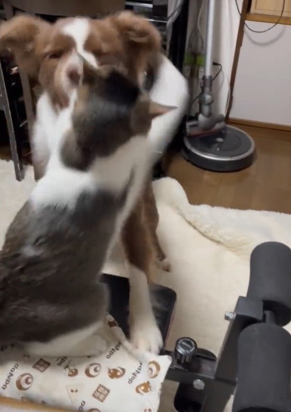 プロレスをして遊ぶ2匹（提供：ゆに＆メッシさん）