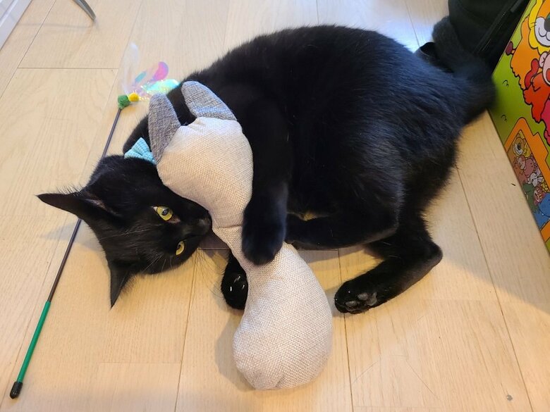 おもちゃで遊ぶのあるちゃん