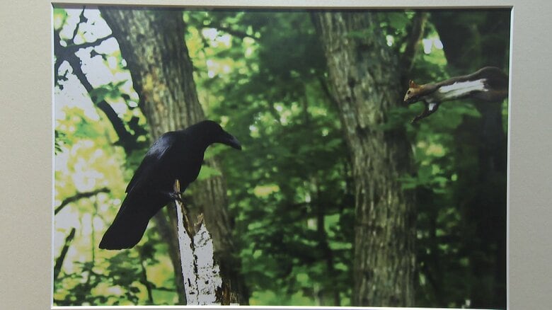 久子さまが撮影されたエゾリスがカラスに飛びかかる瞬間の写真