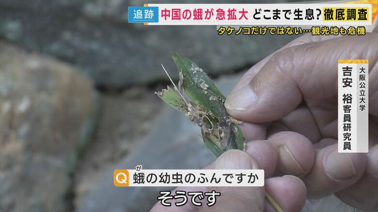 竹林にも蛾の痕跡