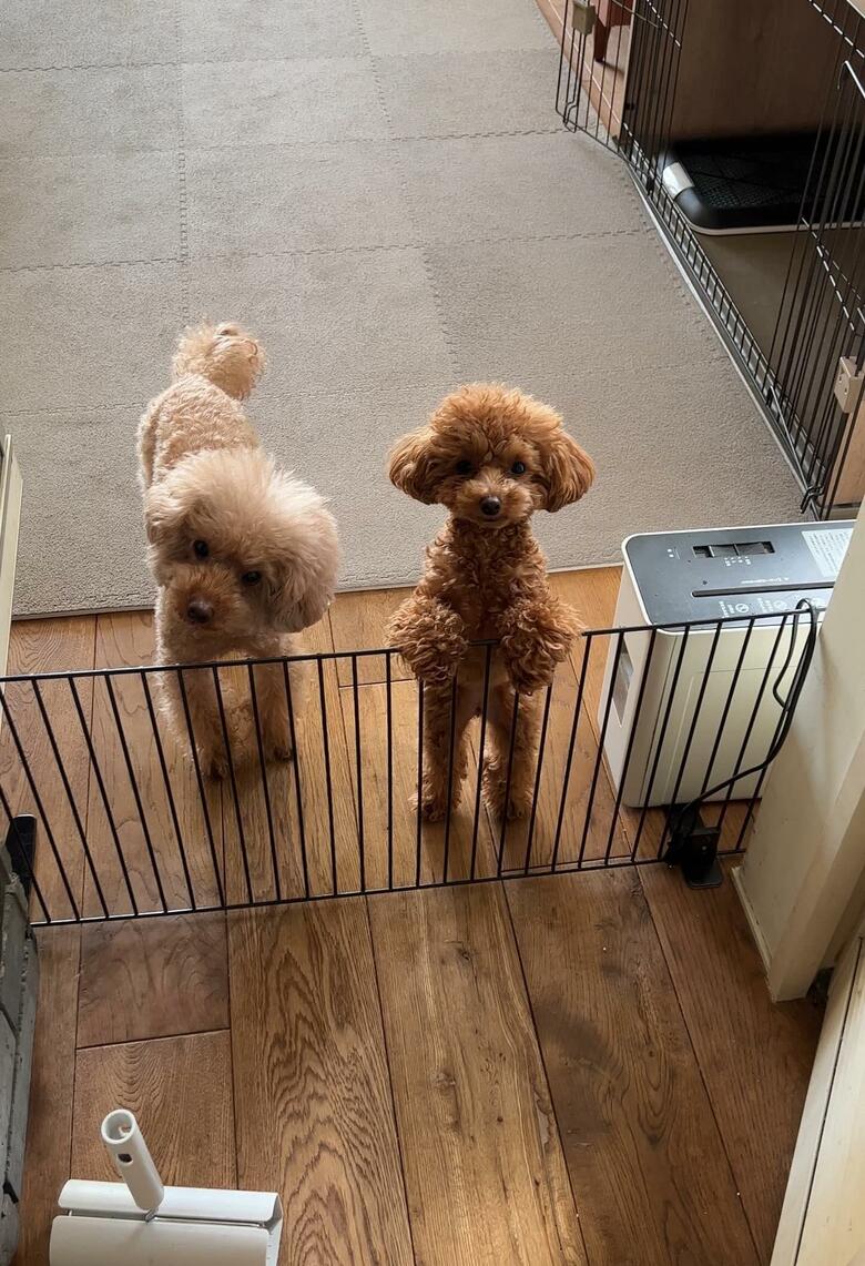 提供：トイプードル ディノセナとジュリさん