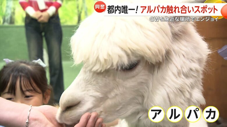 フワフワ長く柔らかい毛に覆われたアルパカ