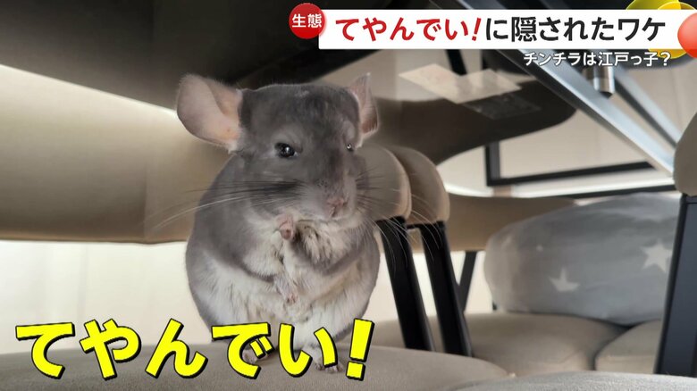 チャッキチャキの江戸っ子が｢てやんでい！」と言っているかのようにも見える仕草