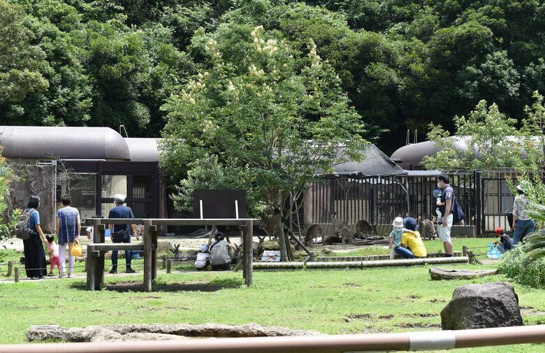 カンガルーウォークスルー（提供：横浜市立金沢動物園）