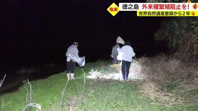 「NPO法人徳之島虹の会」による駆除を取材