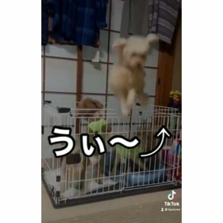 友達がいても飛ぶ（提供：tipacrea02140113さん）