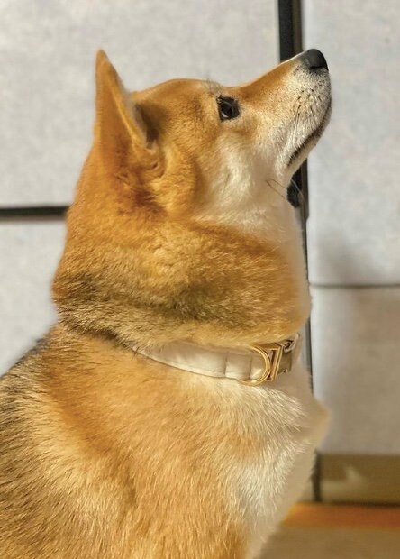 提供：shiba_mugi_さん