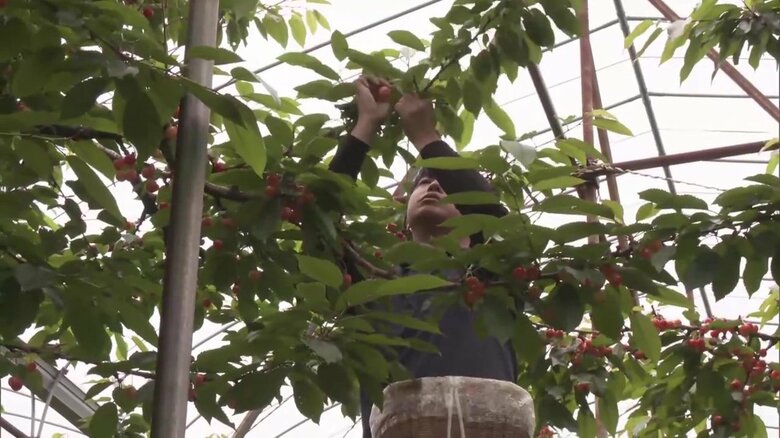サクランボの収穫を行う高橋さん