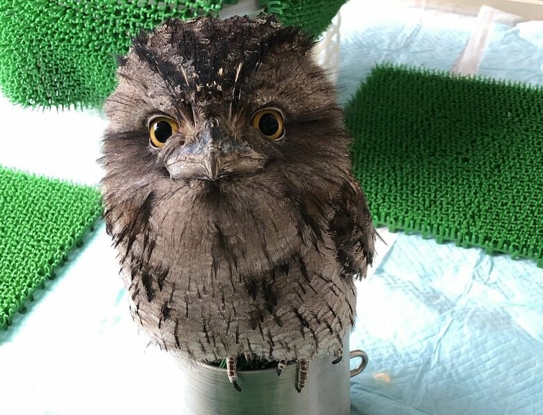 普段は丸い二頭身