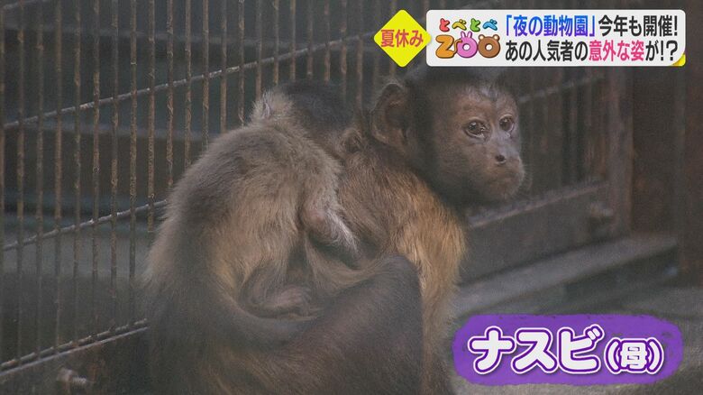 母・ナスビの背中にしっかりとしがみつく赤ちゃん