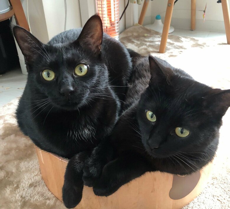 わざわざ狭い場所でくっつく