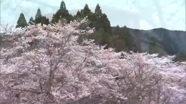 花びらが雨でしっとりと…蒜山高原にようやく春　真庭市の茅部神社で約５００本の桜が見ごろ【岡山】