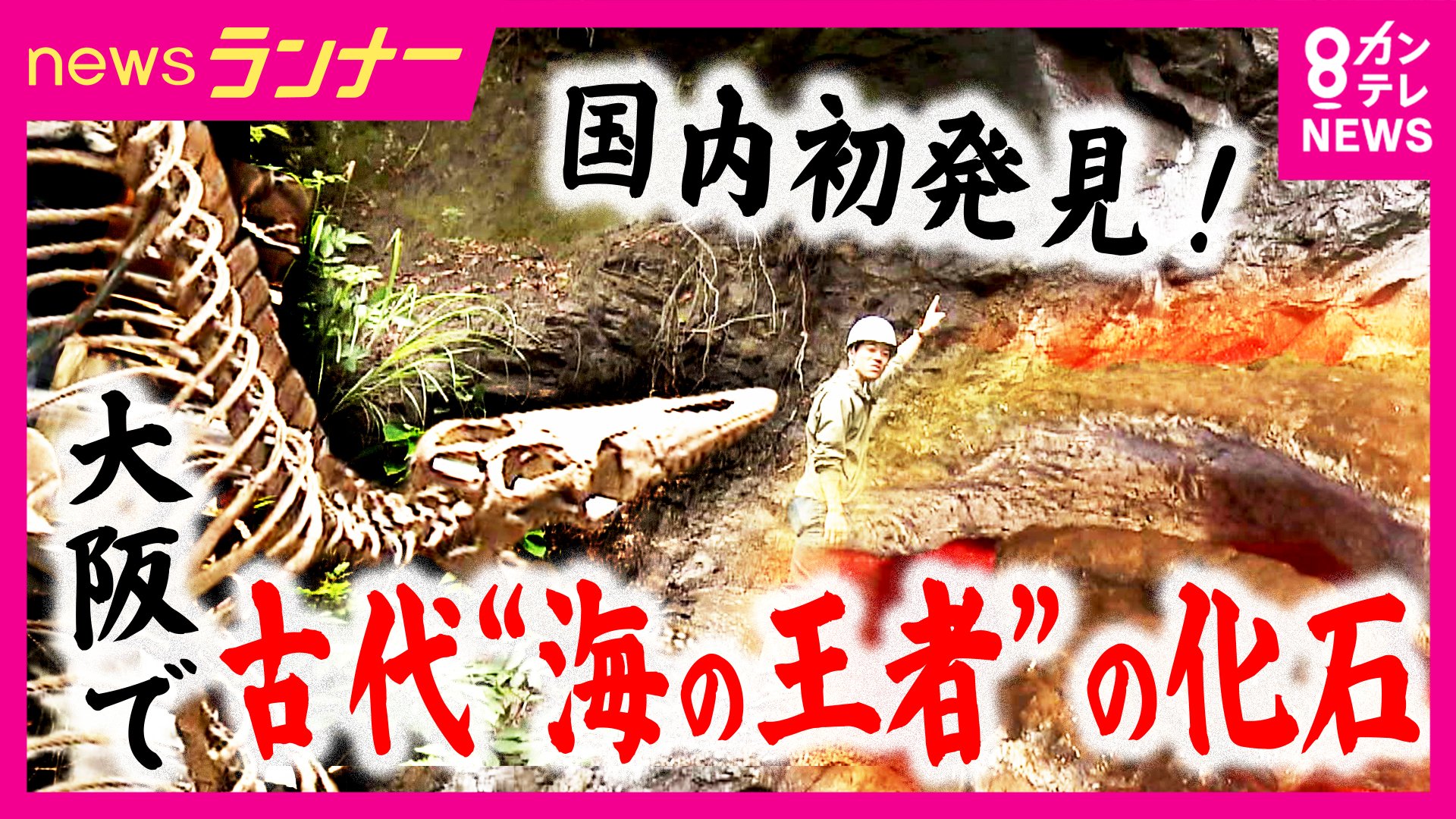 【期間限定セール】マンモスの環椎　化石　特大 30年越しに“新種”の可能性 大阪で発掘された“海の王者”「モササウルス