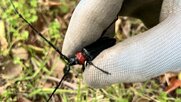 カミキリ1匹捕殺で300円ゲット！特定外来生物「クビアカツヤカミキリ」から木を守る報奨金制度スタート　群馬・高崎市