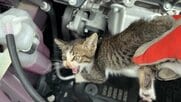車のトラブルの意外な原因はネコ？　2日に1回のペースで発生も　運転前にチェック！　乗る前のひと手間が命を救う