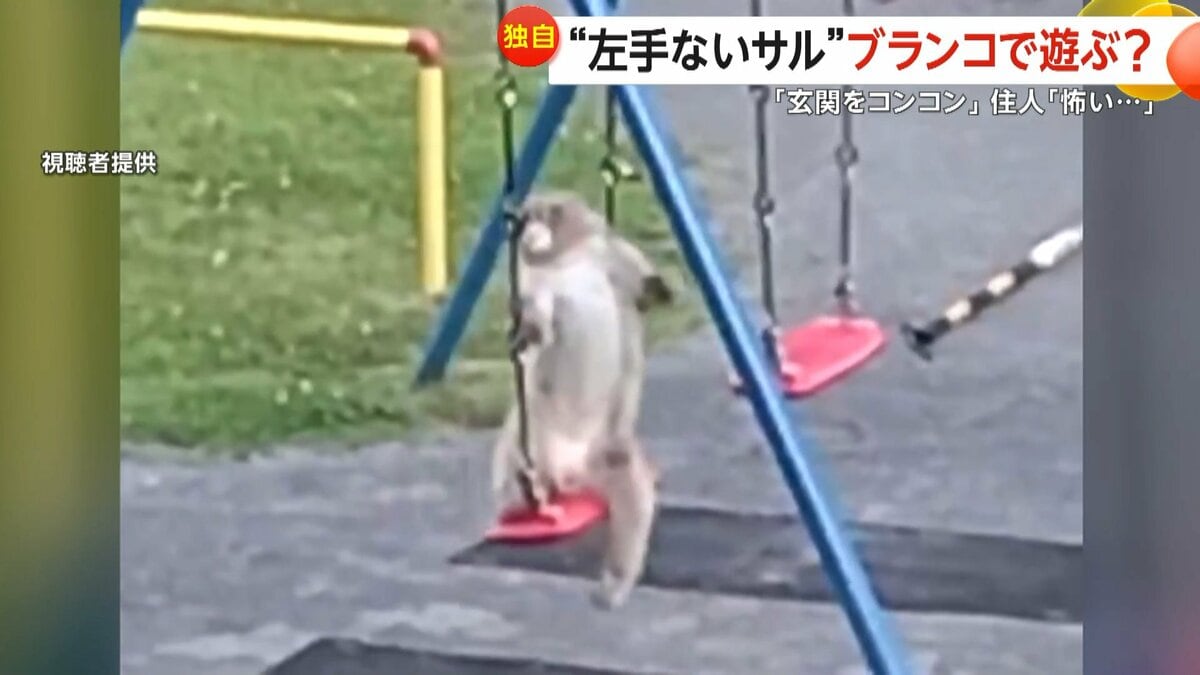 独自】“左手ないサル”団地公園のブランコや滑り台で遊ぶ…住宅訪ねて