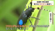 絶滅危惧種「フサヒゲルリカミキリ」桝水高原で復活へ　環境省が「再導入試験」（鳥取・伯耆町）