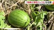 なぜ今？コンクリートから芽を出し成長した「ど根性スイカ」　地元市民も注目！収穫して食べてみた　そのお味は？　鹿児島・枕崎市　