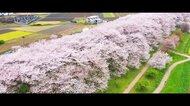 【絶景】1kmにわたる“千本の桜”　咲き誇る桜を陰で支える人の姿“土手に育ててもらった恩返し”　埼玉・幸手市「権現堂堤」