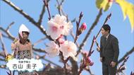桜前線は南から北上するのに、なぜ東京が宮崎より先に開花？桜の開花に“冬の寒さ”と“春の暖かさ”の両方が必要なワケとは？ 気象予報士が解説