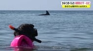 噛みつきイルカの捕獲「できない」 福井で相次ぐ被害…人間に嫌なことをされた反撃か？