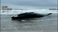 千葉・匝瑳市の海岸に17mのクジラ打ち上がる　台風接近で撤去見送り