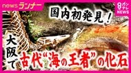 30年越しに“新種”の可能性　大阪で発掘された“海の王者”「モササウルス」化石　17歳でこの世を去った“若き研究者”が礎を築く