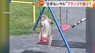 【独自】“左手ないサル”団地公園のブランコや滑り台で遊ぶ…住宅訪ねて玄関“コンコン”も「最初はお母さんかと…怖い」　神奈川・茅ヶ崎
