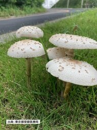 毒キノコで食中毒　4人が発症　盛岡市保健所が注意を呼びかける　岩手県