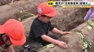 五郎島金時の苗植えに挑戦　金沢の園児が加賀野菜の栽培を体験