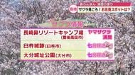 県内各地で桜見ごろ　ライトアップやお花見スポットの開花状況は？「感動した」「めちゃくちゃ壮大」大分